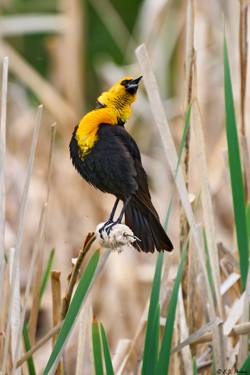Yellow-headed Blackbird, Kamloops, BC