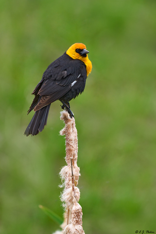 Yellow-headed Blackbird, Kamloops, BC