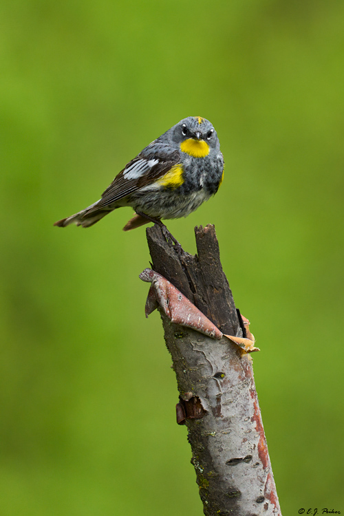 Yellow-rumped Warbler, Kamloops, BC