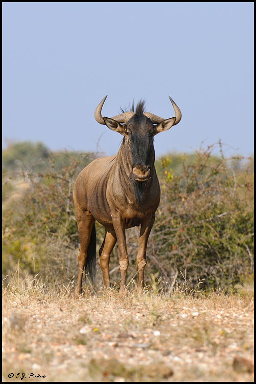 Blue Wildebeest (Blue Gnu), Botswana