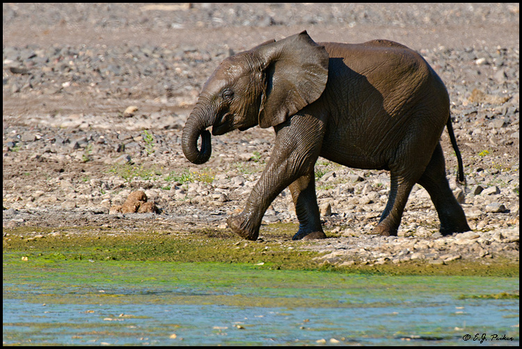 African Elephant, Botswana