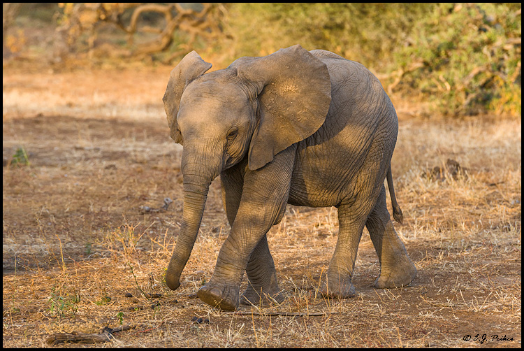 African Elephant, Botswana