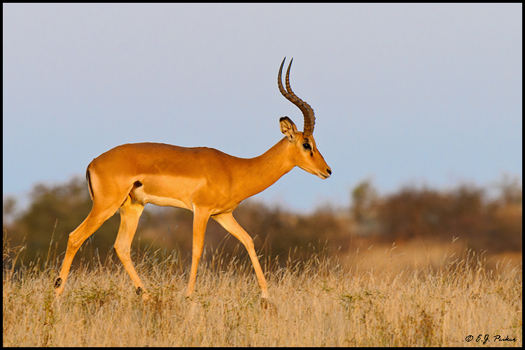 Impala, Botswana