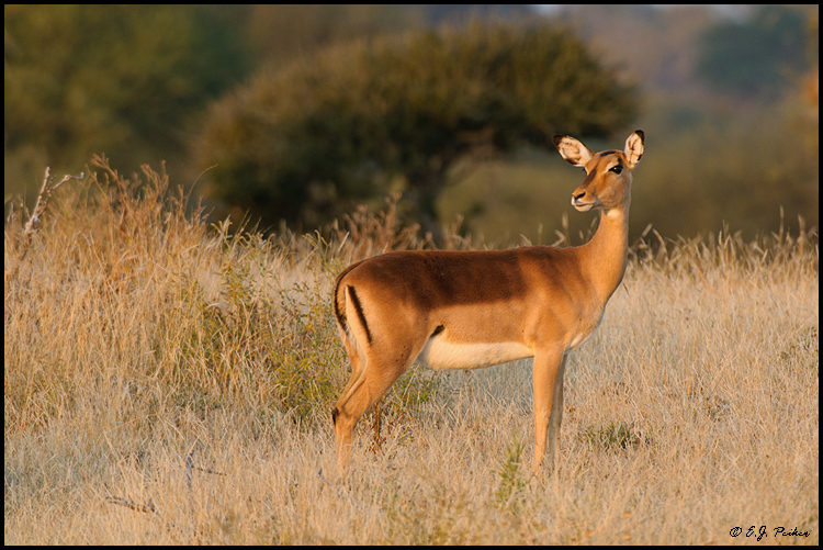 Impala, Botswana