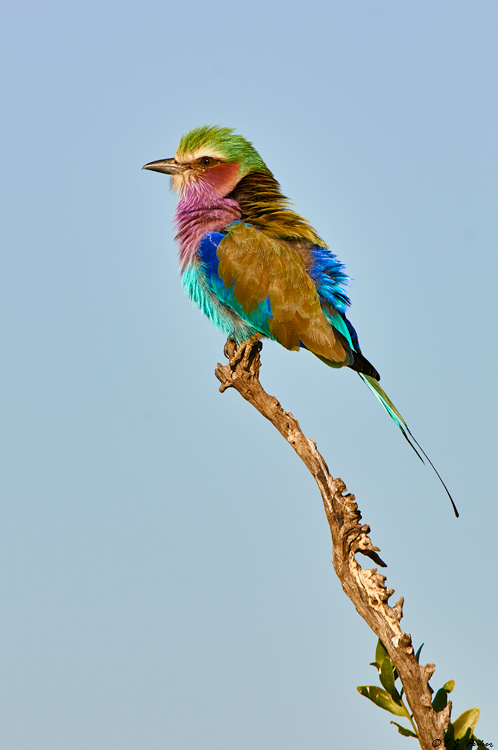 Lilac-breasted Roller, Botswana