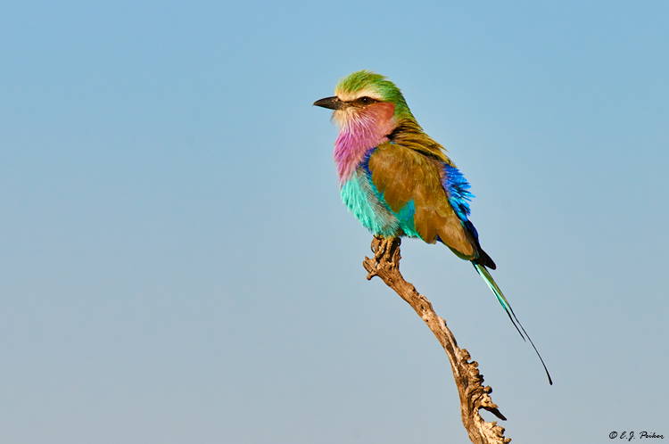 Lilac-breasted Roller, Botswana