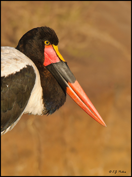 Saddle-billed Stork, Botswana