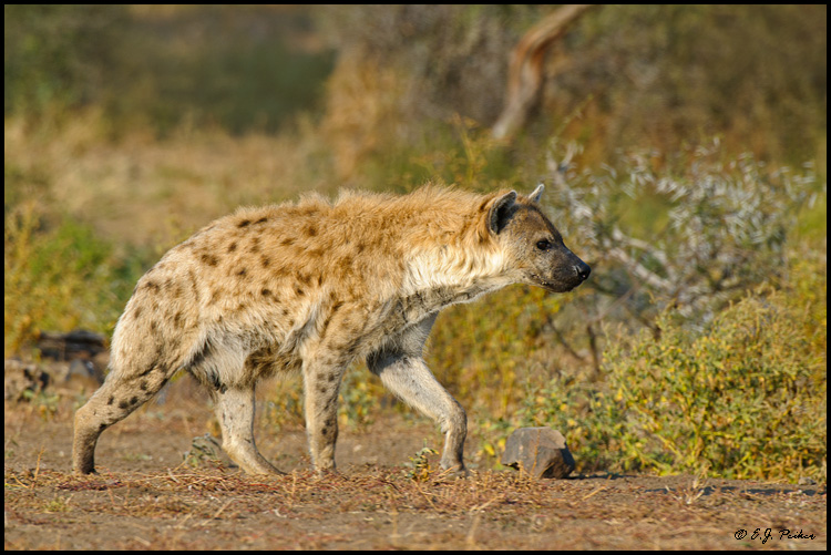 Spotted Hyena, Botswana