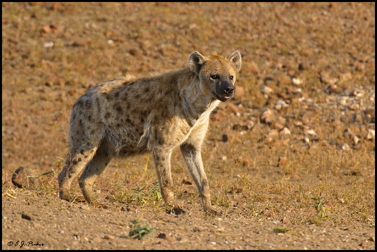 Spotted Hyena, Botswana