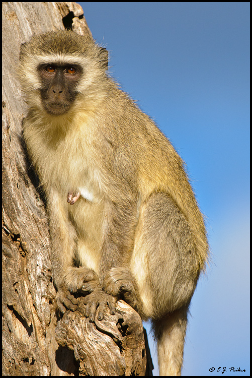 Vervet Monkey, Botswana