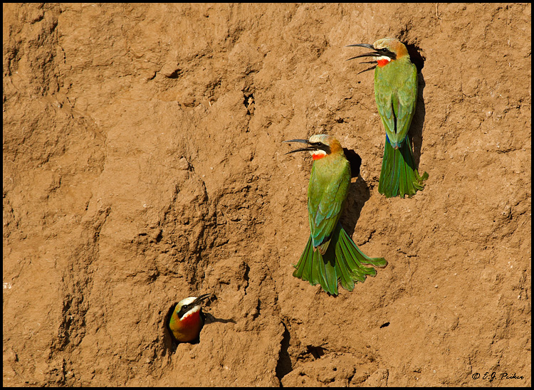 White-fronted Bee-eater, Borswana