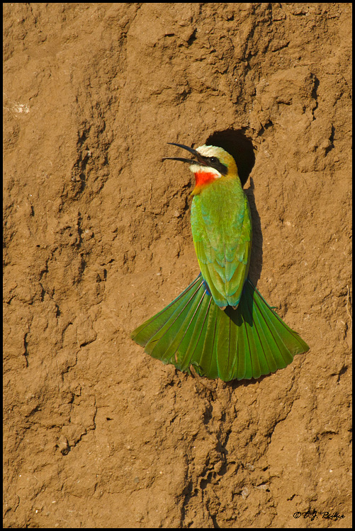 White-fronted Bee-eater, Borswana