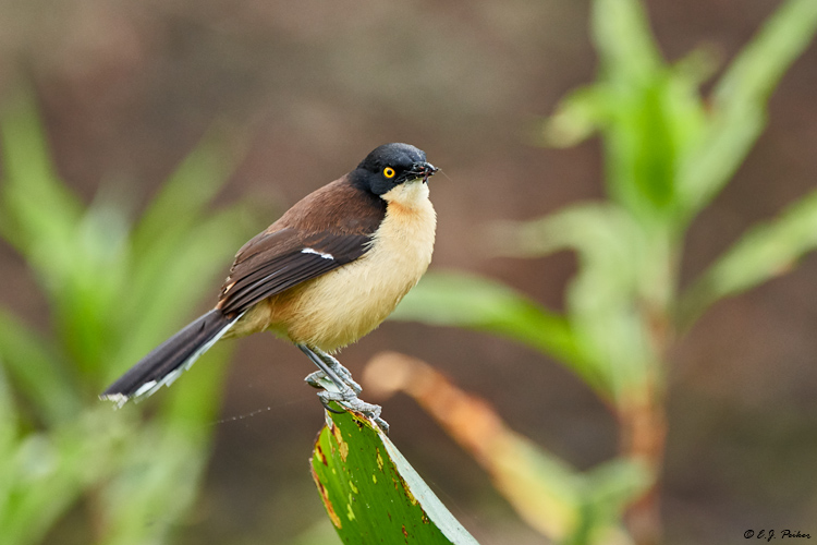 Black-capped Donacobius, Pantanal, Brazil