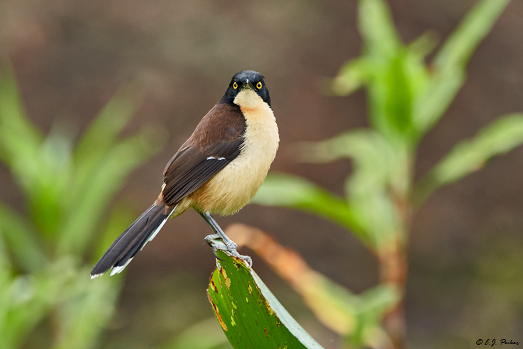 Black-capped Donacobius, Pantanal, Brazil