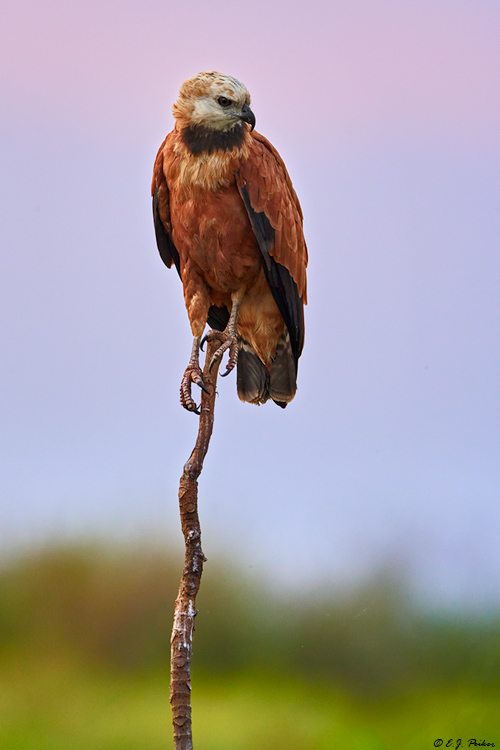 Black-collared Hawk, Pantanal, Brazil