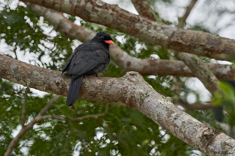 Black-fronted Nunbird, Pantanal, Brazil