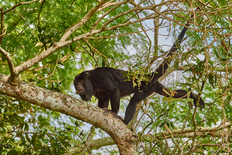 Black Howler Monkey, Pantanal, Brazil