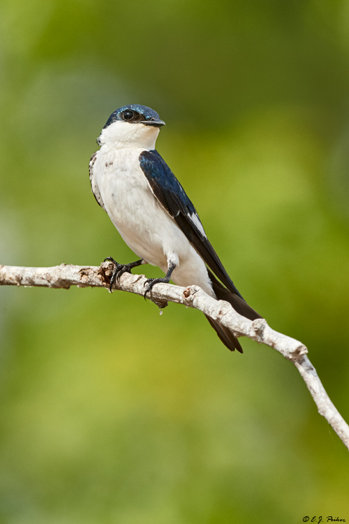 Blue-and-White Swallow, Pantanal, Brazil