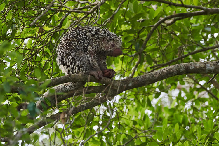 Brazil Porcupine, Pantanal, Brazil
