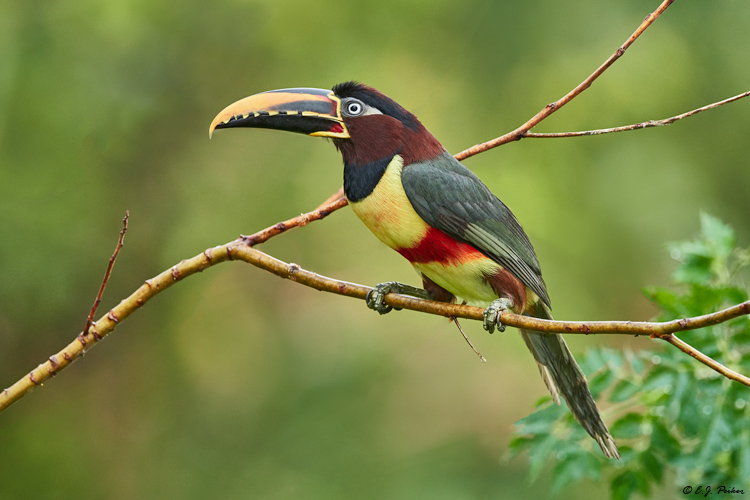 Chestnut-eared Aracari, Pantanal, Brazil