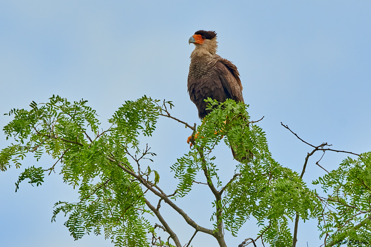 Crested Caracara, Pantanal, Brazil