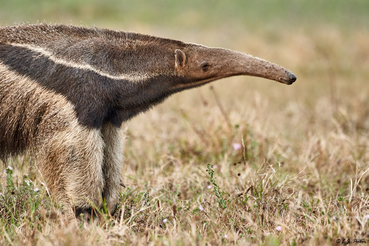 Giant Anteater, Pantanal, Brazil