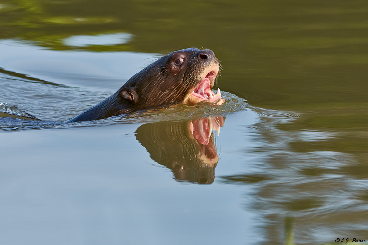 Giant Otter, Pantanal, Brazil