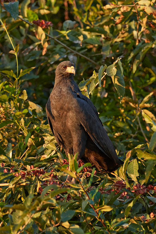 Great Black Hawk, Pantanal, Brazil
