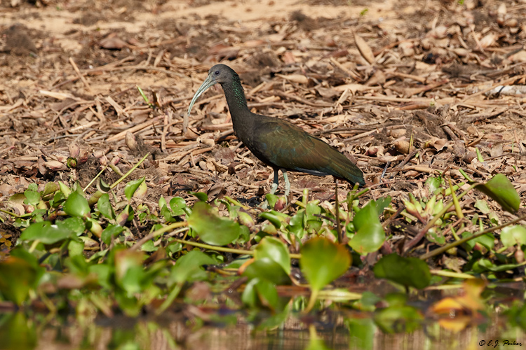 Green Ibis, Pantanal, Brazil