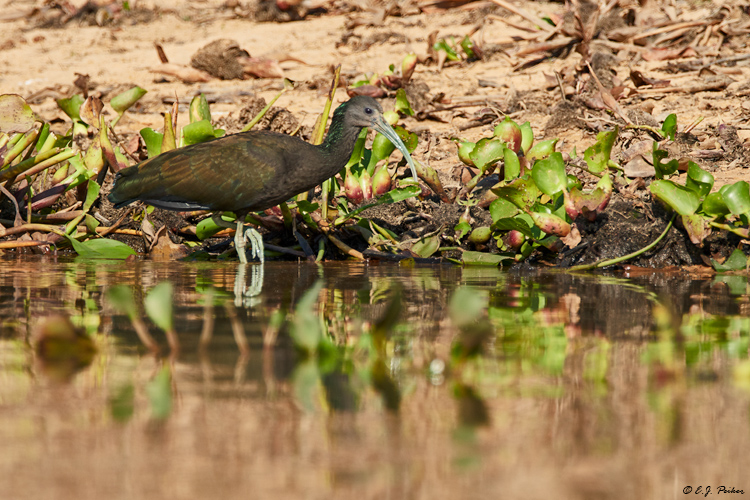 Green Ibis, Pantanal, Brazil