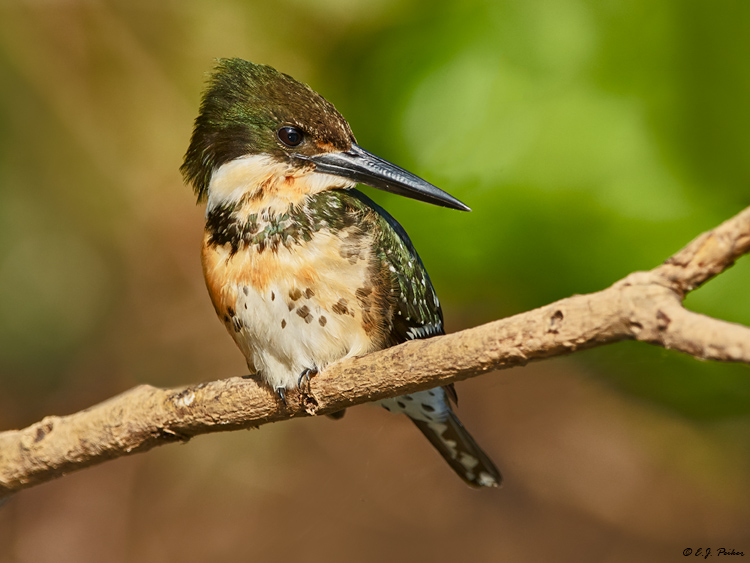 Green Kingfisher, Pantanal, Brazil