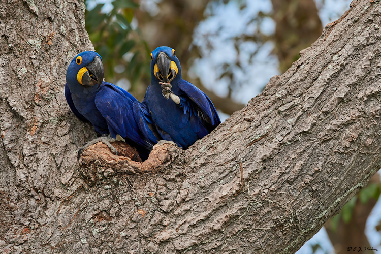 Hyacinth Macaw, Pantanal, Brazil