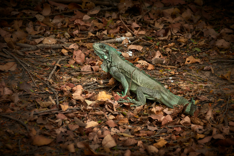 Green Iguana, Pantanal, Brazil