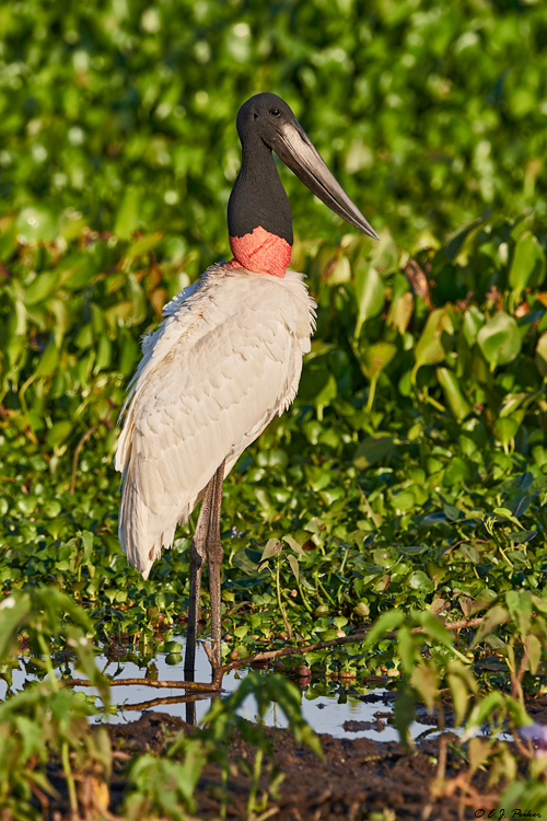 Jabiru, Pantanal, Brazil