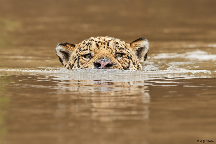 Jaguar, Pantanal, Brazil
