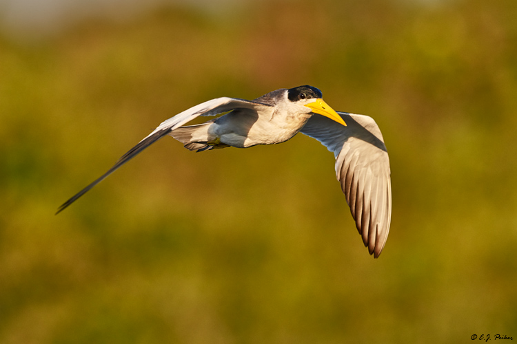 Large-billed Tern, Pantanal, Brazil