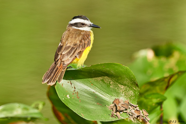 Lesser Kiskadee, Pantanal, Brazil