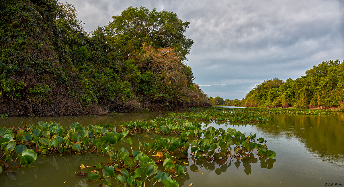 Pantanal, Brazil