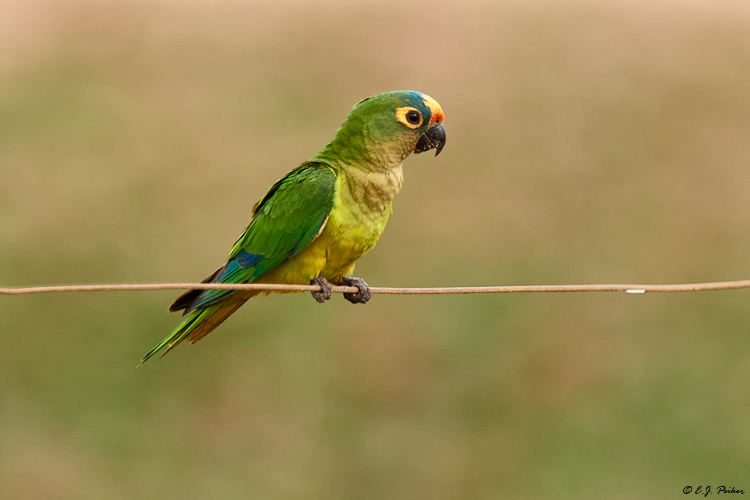 Peach-fronted Parakeet, Pantanal, Brazil