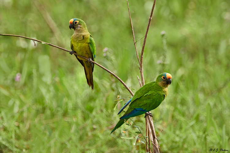 Peach-fronted Parakeet, Pantanal, Brazil