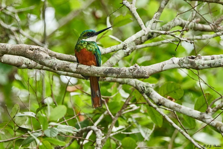 Rufous-tailed Jacamar, Pantanal, Brazil