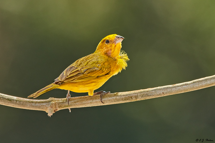 Saffron Finch, Pantanal, Brazil