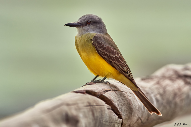 Tropical Kingbird, Pantanal, Brazi;