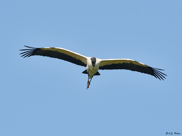 Wood Stork, Pantanal, Brazil