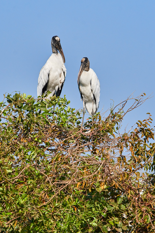 Wood Stork, Pantanal, Brazil