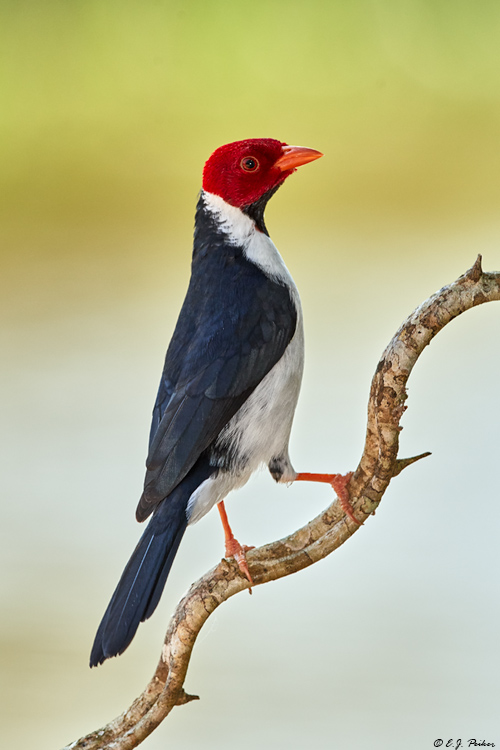 Yellow-billed Cardinal, Pantanal, Brazil