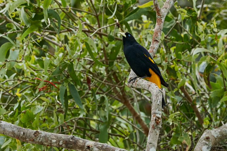 Yellow-rumped Cacique, Pantanal, Brazil