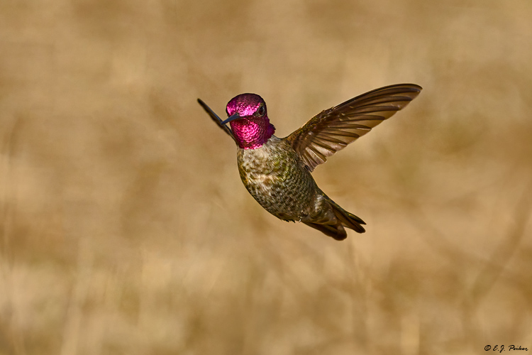 Anna's Hummingbird, Santa Ynez, CA