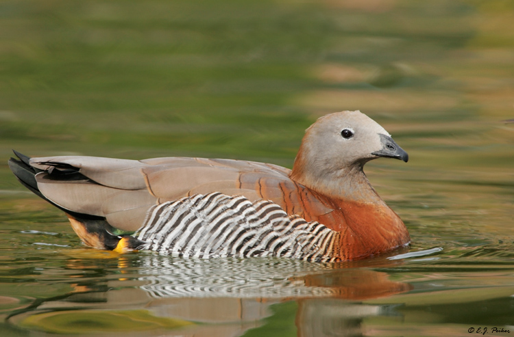 Ashy-headed Goose, Escondido, CA
