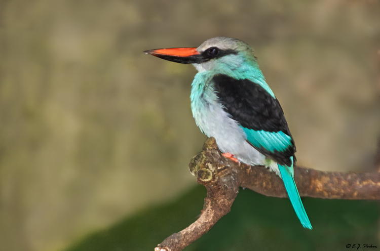 Blue-breasted Kingfisher, San Diego, CA